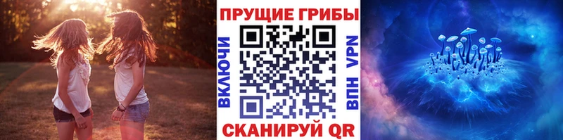 Галлюциногенные грибы Psilocybe  Сунжа 